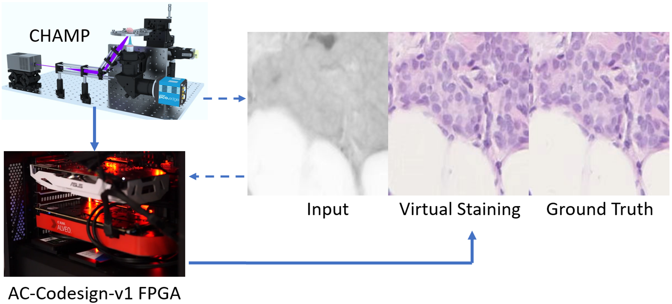 Virtual Staining for Fast Histological Imaging  During Cancer Surgery 